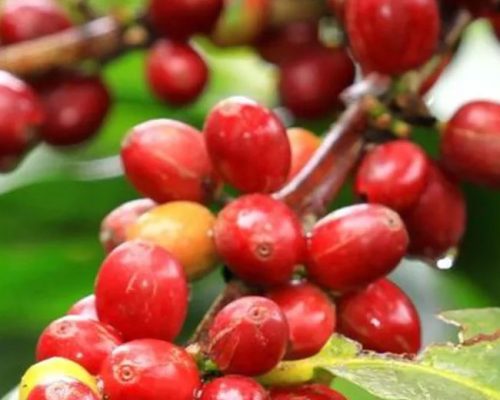 Coffee Tour