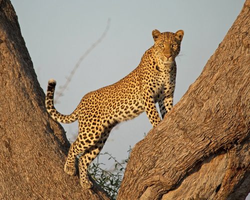 11-Day-Serengeti-Tented-Camps-Safari-and-Zanzibar-scaled (1)