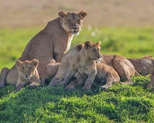 3-days-tarangire-and-Ngorongoro