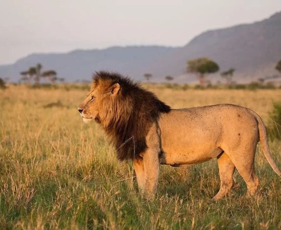 7 Days Serengeti Adventure Filming Safari