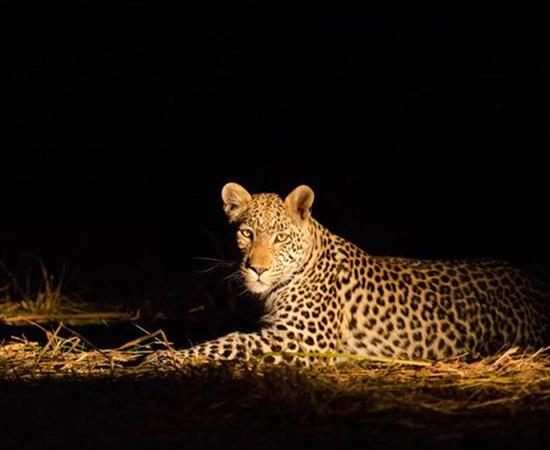 Night-game-drive