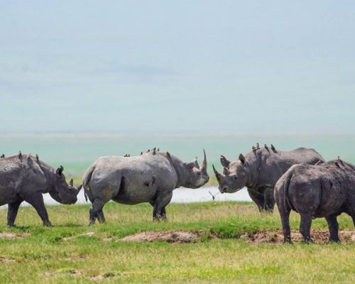 ngorongoro and tarangire 4 days safari