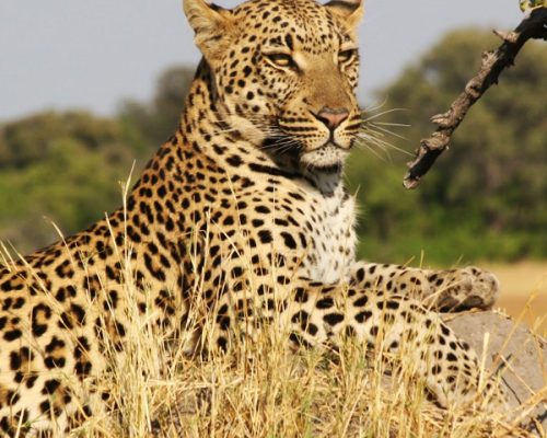 safari--beach-holidays