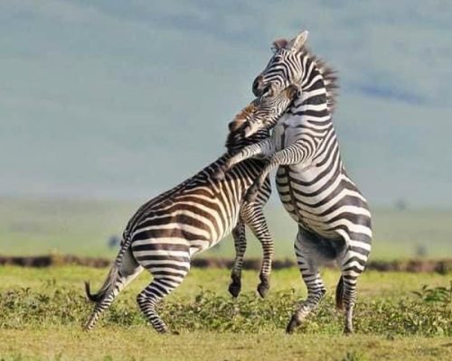 safaris-in-Tarangire-and-Ngorongoro