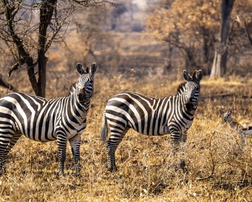 zebras-7432736_1280